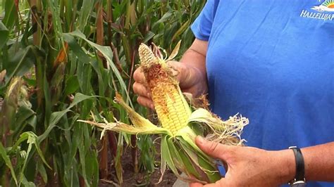 Gardening Guide 12 Growing Corn Youtube