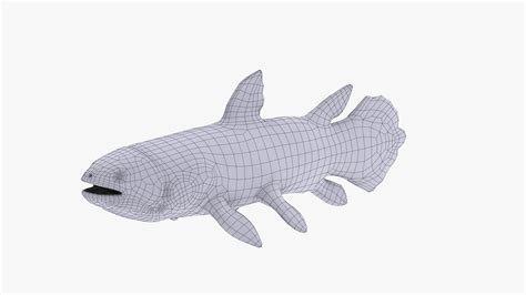 3d Coelacanth Model