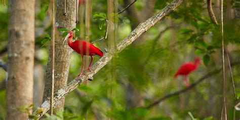 caroni swamp wildlife location  trinidad tobago latin america