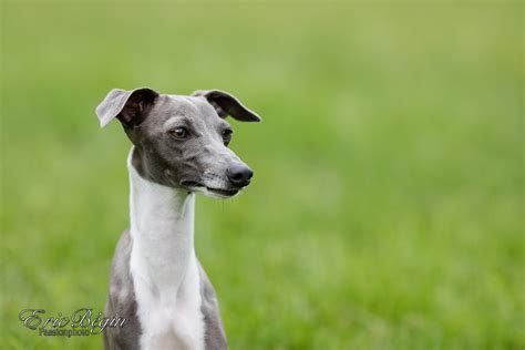 Elsa la petite Lévrier Italien Italian Greyhound Flickr