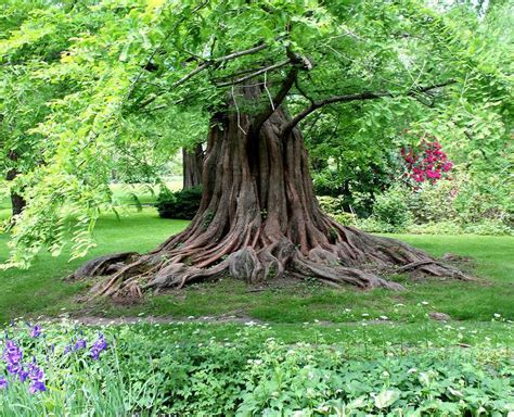 Bailey Arboretum Alchetron The Free Social Encyclopedia