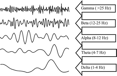 Eeg Waveforms