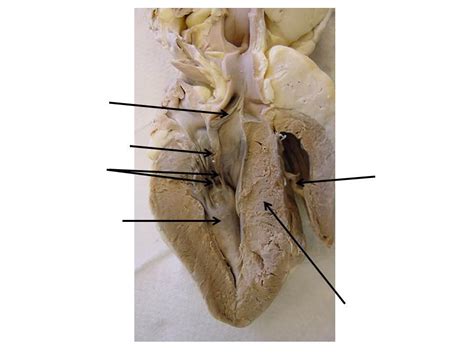 Visceral Pericardium Sheep Heart