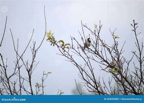 Two Birds At The Tree Too Stock Photo Image Of Blossom 260202800