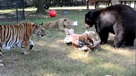 Lion Vs Bear Fight