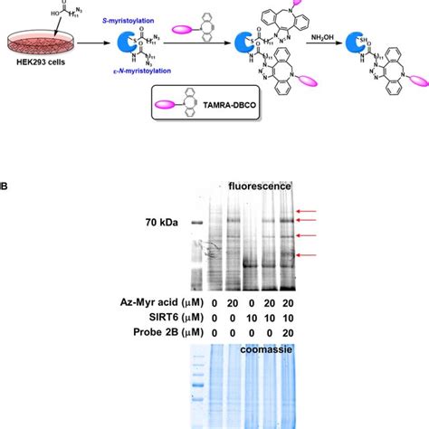 Sirt Regulates The Fatty Acylation Of Cellular Proteins A