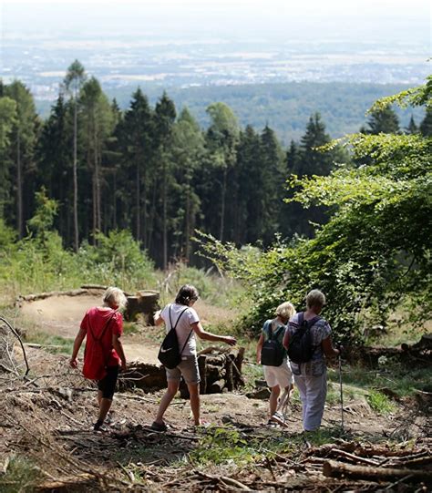 Heilklima Wanderweg Rothenhang Rh Kronberg Im Taunus Taunus Info