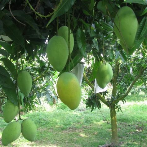 Article Pride Of Andhra The Kadapa Banganpalli Mango Zz Fresh Mangoes