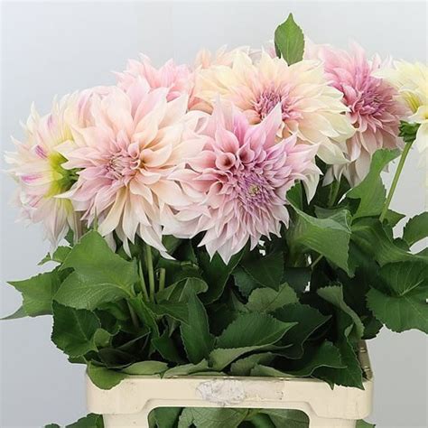 Dahlia Cafe Au Lait 60cm Wholesale Dutch Flowers And Florist Supplies Uk