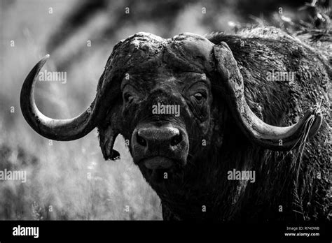 Mono Close Up Of Cape Buffalo Facing Camera Stock Photo Alamy