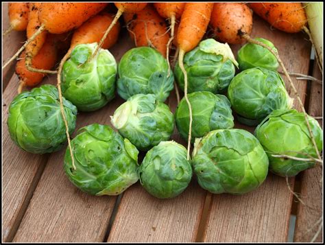 Mark S Veg Plot British Veg