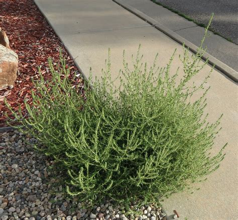 Ybtbw 1b Tumbleweed Loveland Colorado 2012 Greg Goebel Flickr