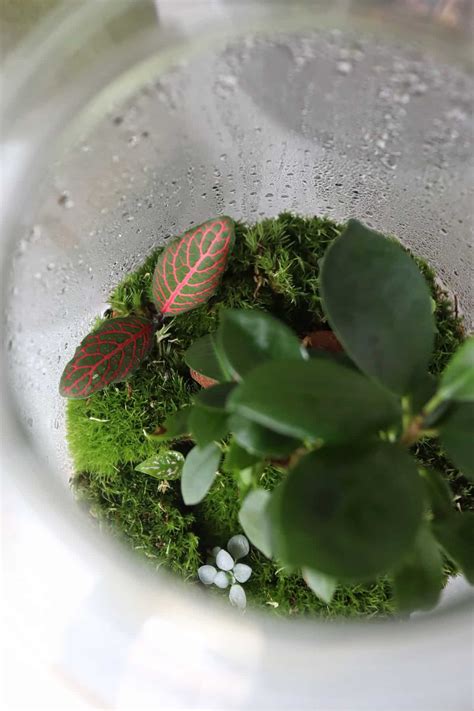 How to Build a Serene Bonsai Terrarium (The Easy Way)