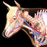 Dairy Cow Anatomy-4D