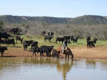 jx ranch working ranch natural grass fed beef ranch farm ranch