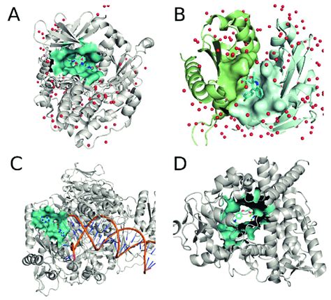 Examples Of Protein Binding Pockets A Binding Site Of Homo Sapiens