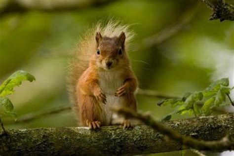 The Differences In Male And Female Squirrels Animals Momme