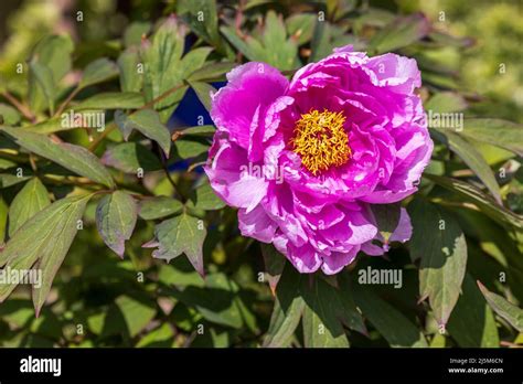 Peony Paeonia Suffruticosa Chinese Tree Peony Ling Hua Zhan Lu Stock