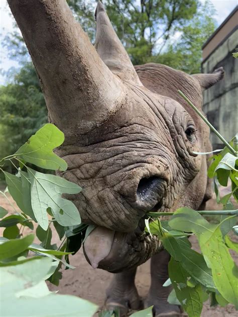 Birmingham Zoo Announces Addition Of Two Eastern Black Rhinos