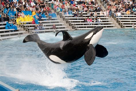 Seaworld San Diego Set To Pull Plug On Killer Whale Shows London