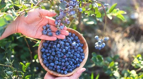 How And When To Harvest Blueberries This Season