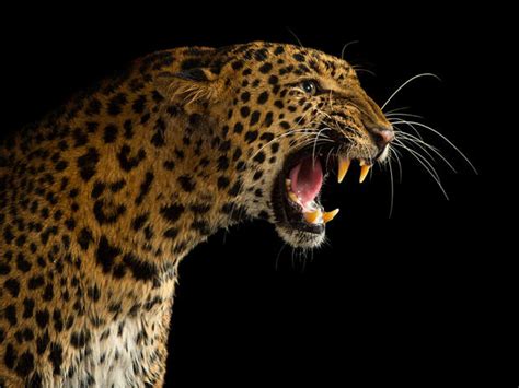 Indian Leopard Joel Sartore S Photo Ark Pictures Cbs News