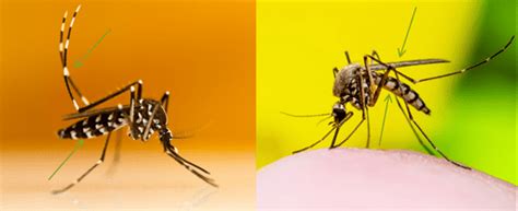 Mosquito Species Identification Guide | Clarke Blog