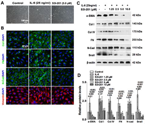 Emt Phenotype Is Reversed By Blocking Il 6jak1stat3 Signaling In Rpe