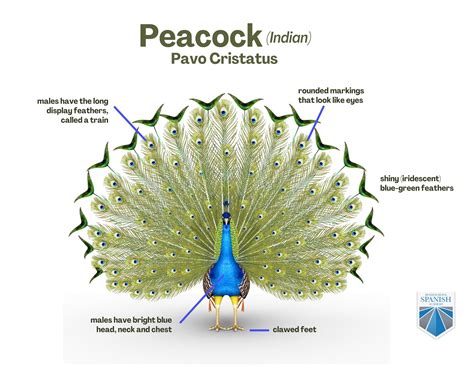 Peacock Anatomy