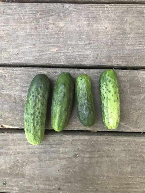 Common Wealth Organic Pickling Cucumber Fedco Seeds