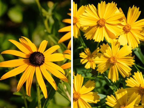 5 Yellow Perennial Flowers to Brighten Up Your Garden