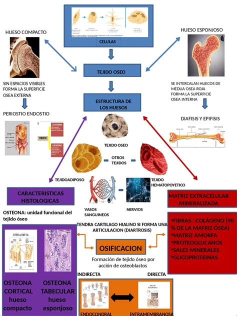 Mapa Mental Sobre Tecido Osseo Study Maps Images Themeloader