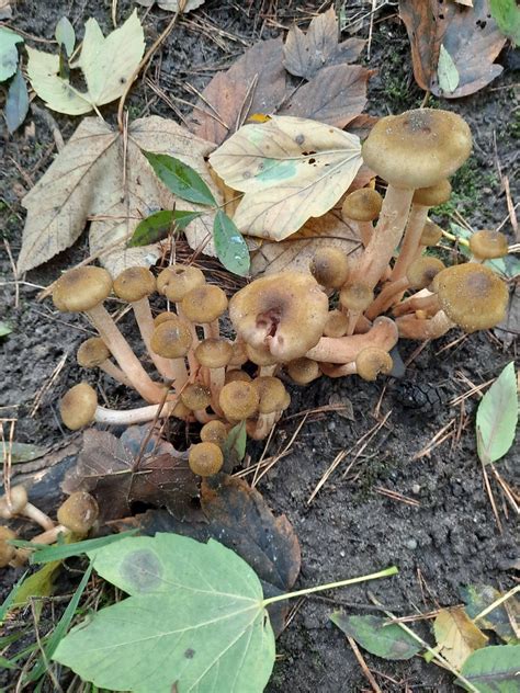 Honiggelber Hallimasch Honiggelber Hallimasch Armillaria Flickr