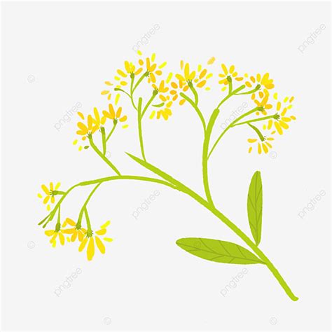 Simple Yellow Canola Flower Illustration, Simple Flowers, Yellow ...