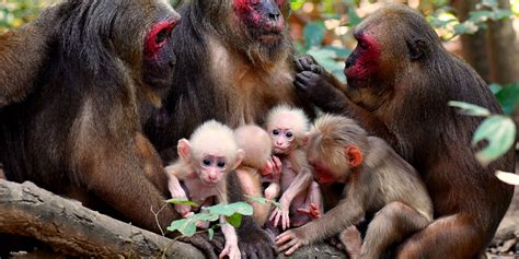 Monkeys Giving Birth