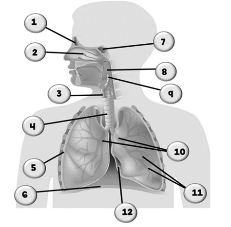 Biomed Unit Review Game Diagram Quizlet