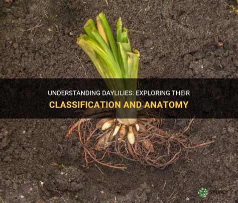 Understanding Daylilies Exploring Their Classification And Anatomy Shuncy