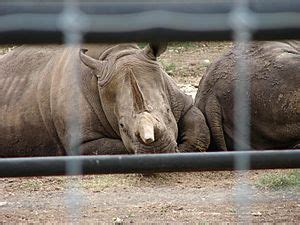 Black rhinoceros Facts for Kids