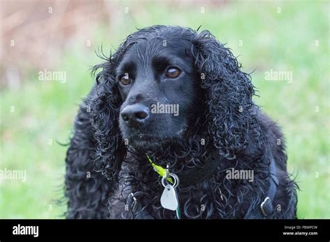A portrait of a black cocker spaniel Stock Photo - Alamy