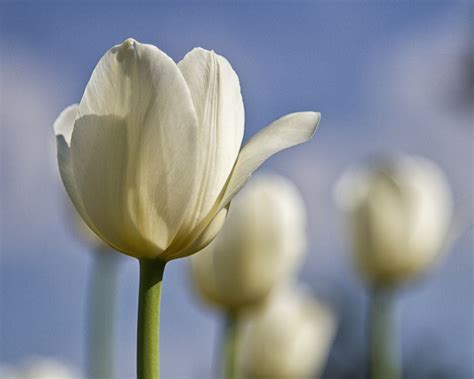 Types Of White Flowers Names 19 Stunning Blue Flowers Youll Love