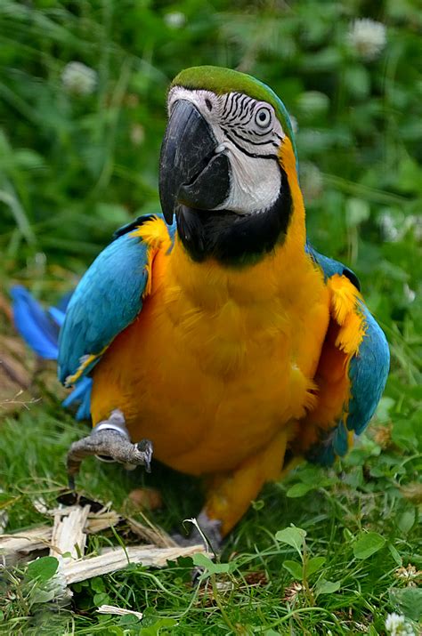 Blue Yellow and Green Macaw · Free Stock Photo