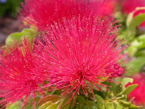 Powder Puff Apartment Garden Powder Puff Tropical Plants Lovely