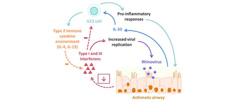 Interactions Between The Type Ii Immune Cytokine Environment And Download Scientific Diagram