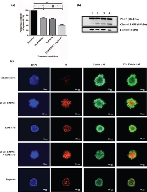 Combined Treatment Of Bzd9l1 And 5 Fu Reduced Spheroid Area And Download Scientific Diagram