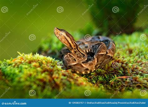 Bothrops Atrox, Fer-de-lance in Nature Habitat. Common Lancehead Viper, in Tropical Forest ...