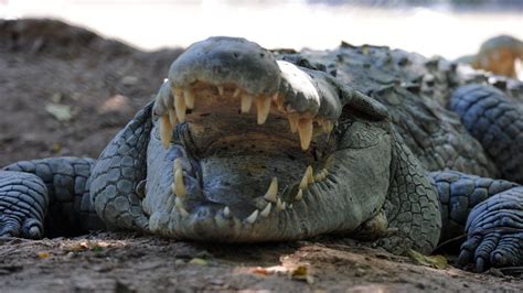 Top 8 Most Dangerous Crocodiles in The World (Ranked) - Pro Animal Guide