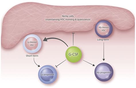 Granulocyte Colony Stimulating Factor Acts On Lymphoid Biased Short