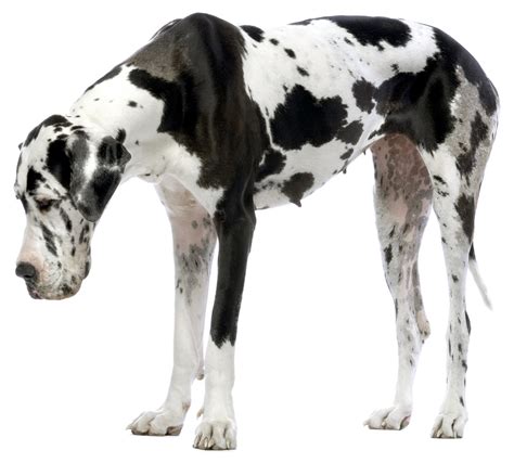 Great Dane Png Inspiresio