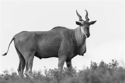 Faune Buck Eland Black White Image Stock Image Du Eland Type 63877543