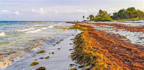 Onda Gigante De Sarga O Atingir Praias Da Fl Rida E Do Caribe Em